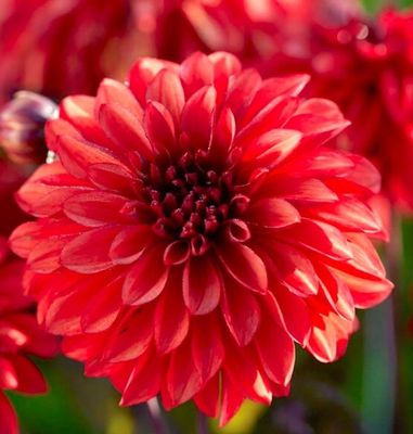 Dahlia Cool Flame