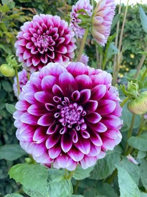 Dahlia Edinburgh
