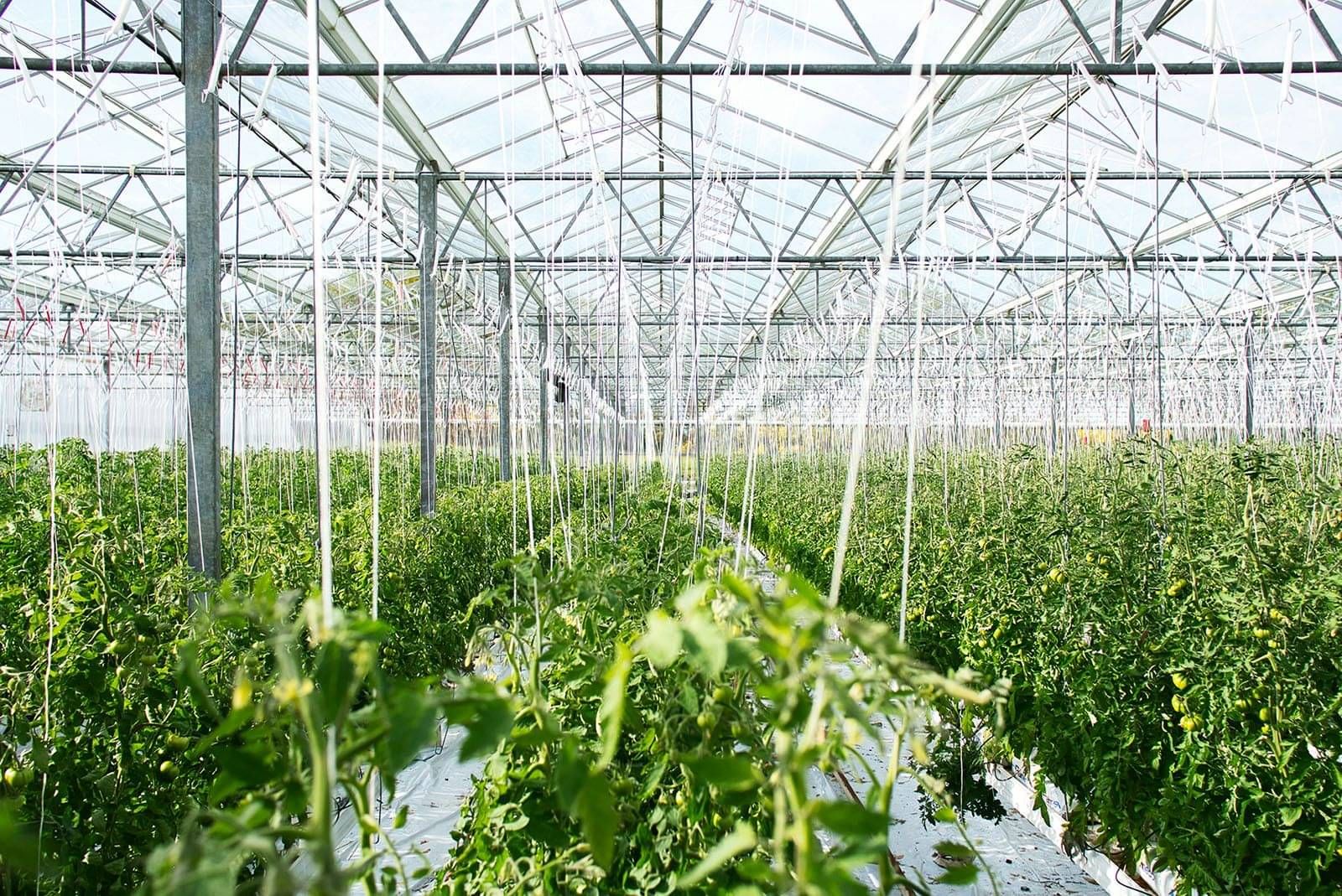 Crop grower consumption