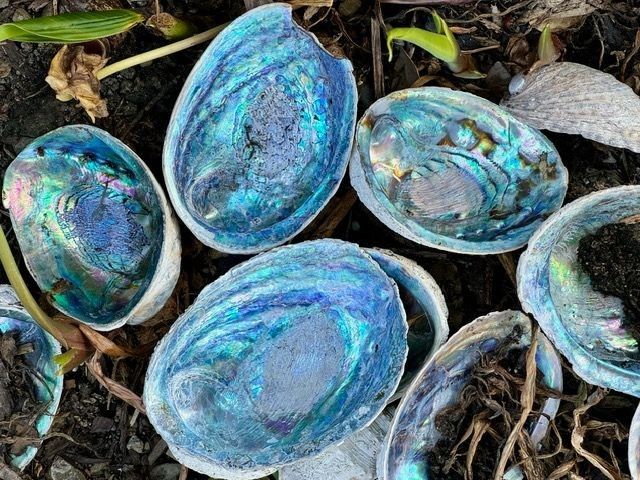 ADHD coaching for adults in Wellington or online