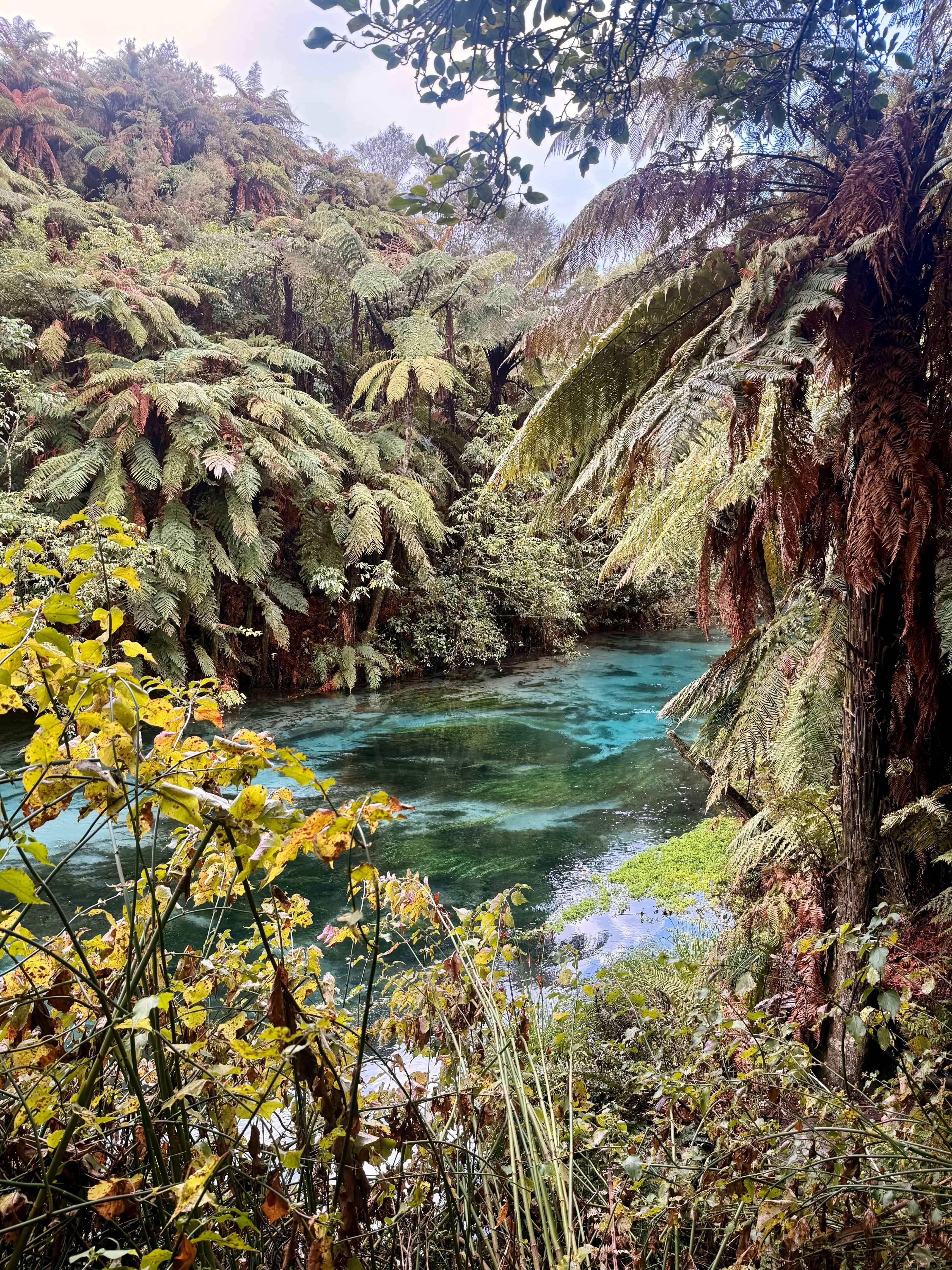 Beautiful New Zealand Fly Fishing River
