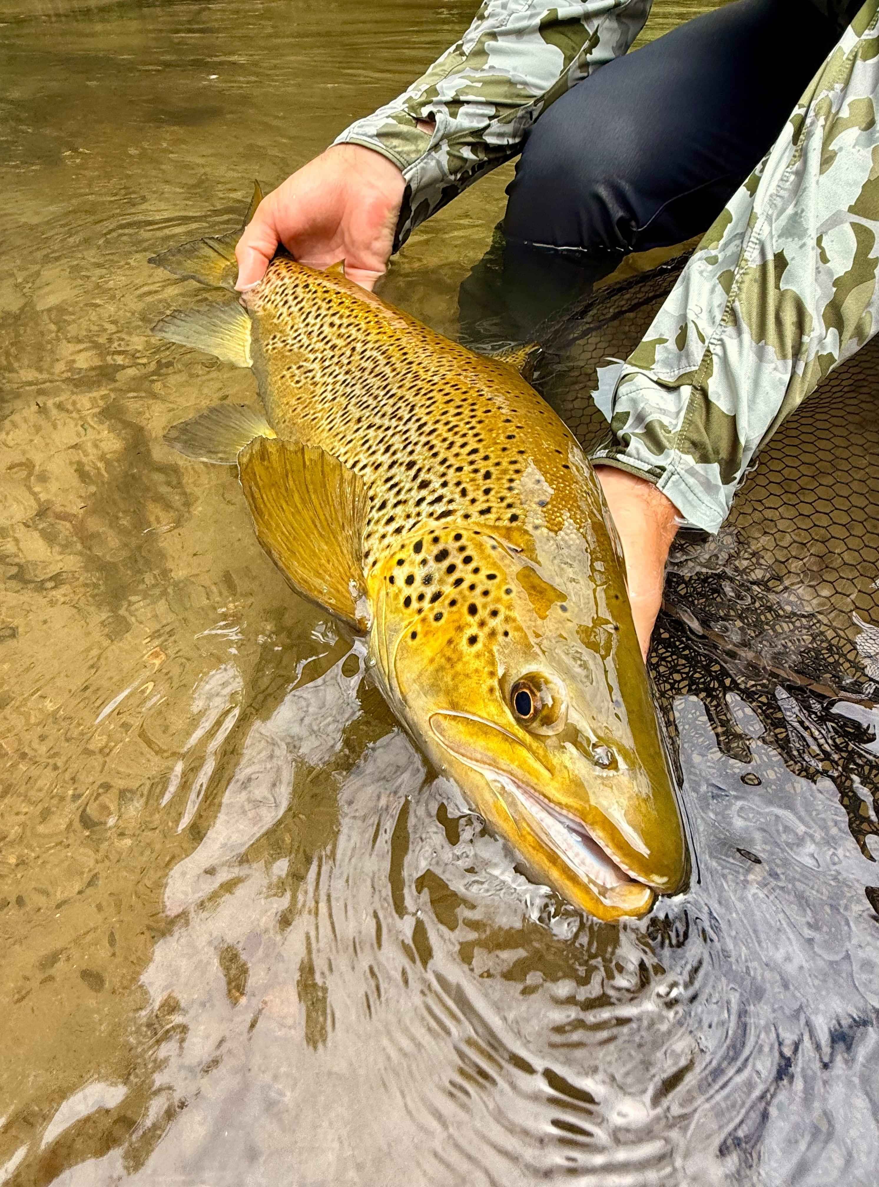 10 pound wild brown trout in Rotorua New Zealand