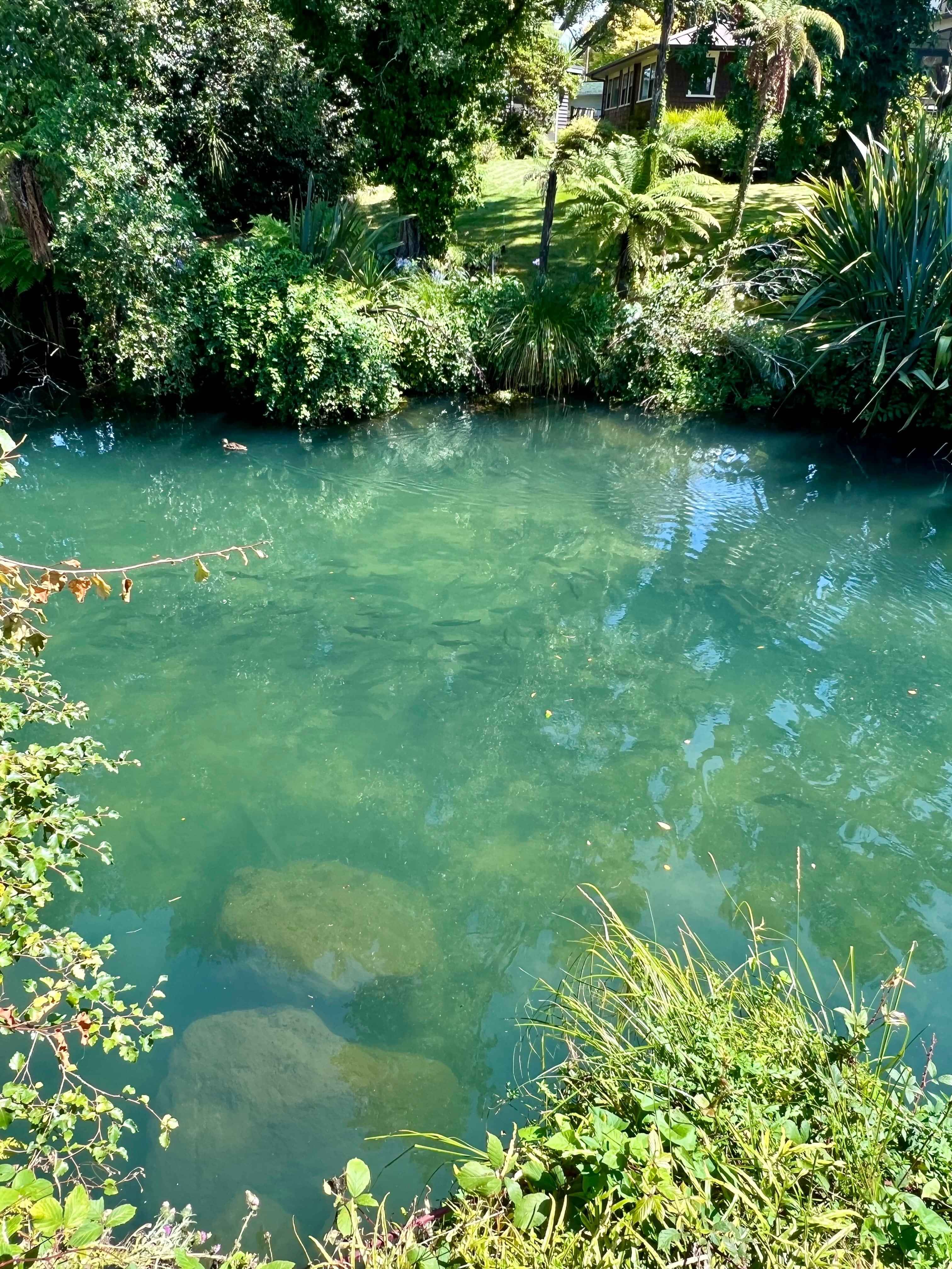 Large number of rainbow trout at a Lake Rotorua stream mouth
