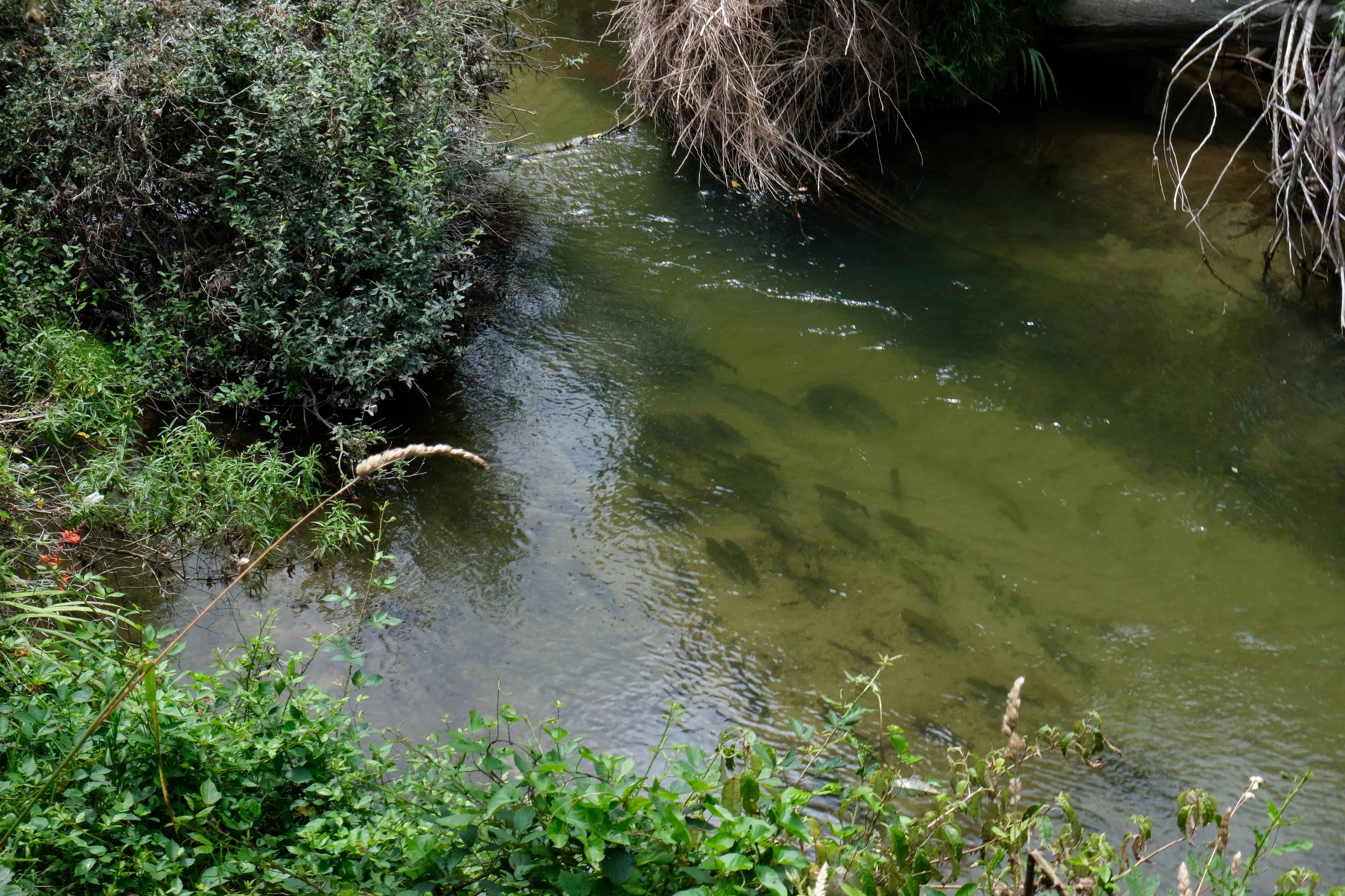 Pool with trout in Ngongataha stream, Rotorua