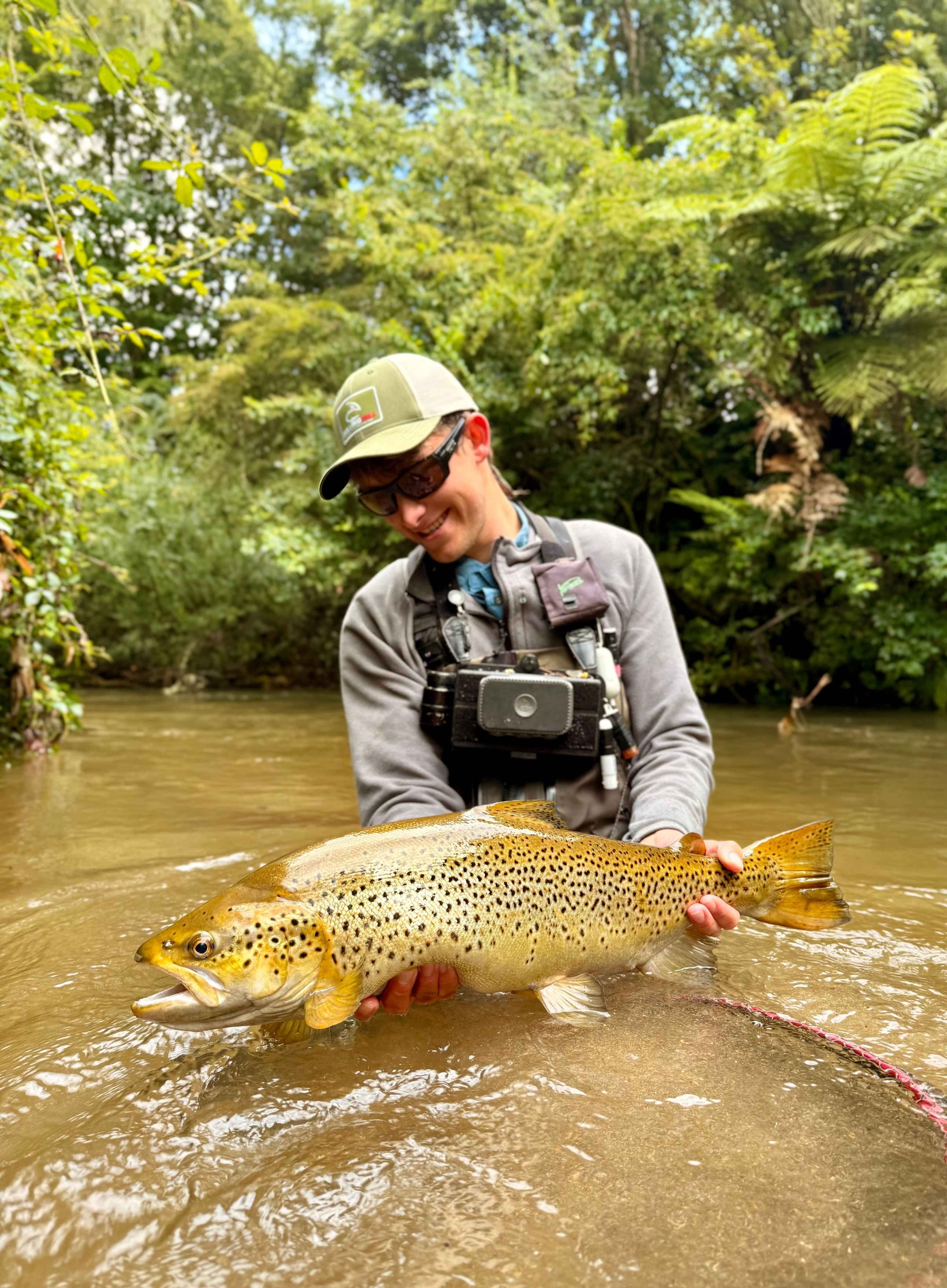 Trophy brown trout fly fishing Rotorua New Zealand