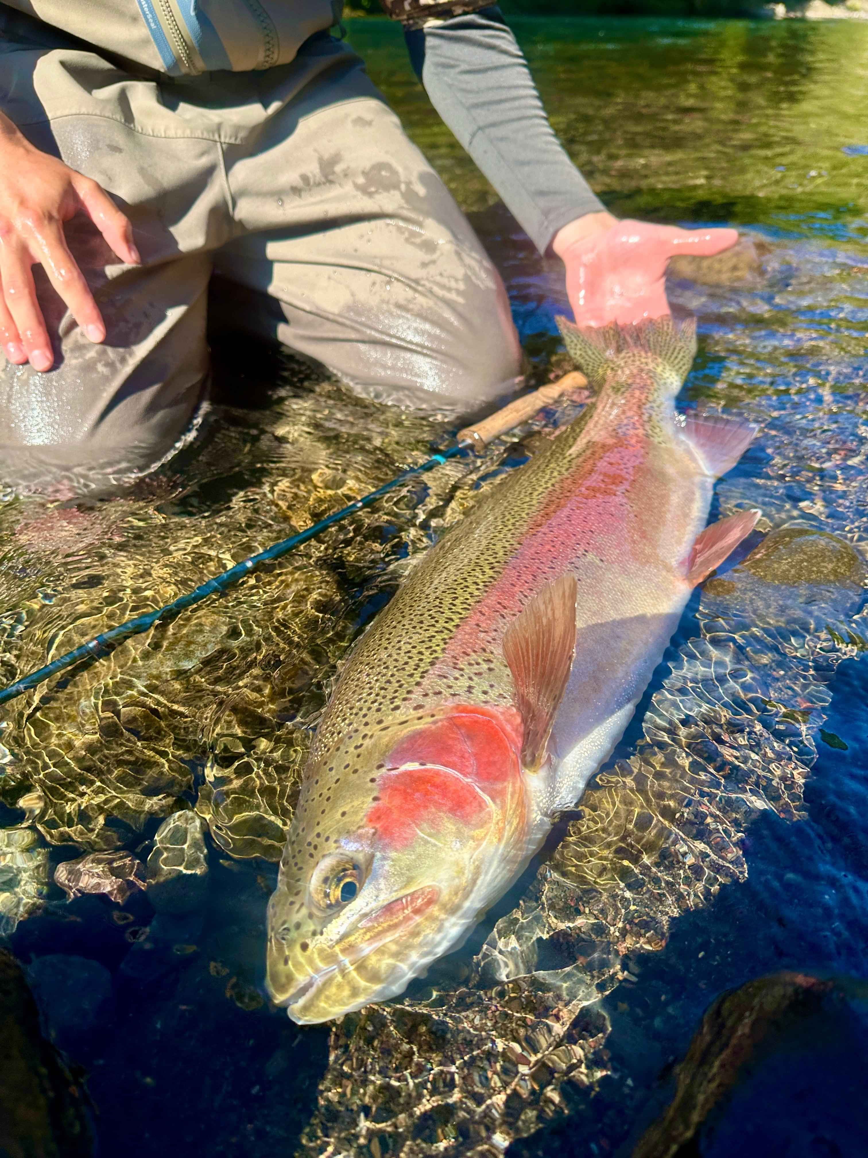 Trophy North Island Backcountry Rainbow Trout