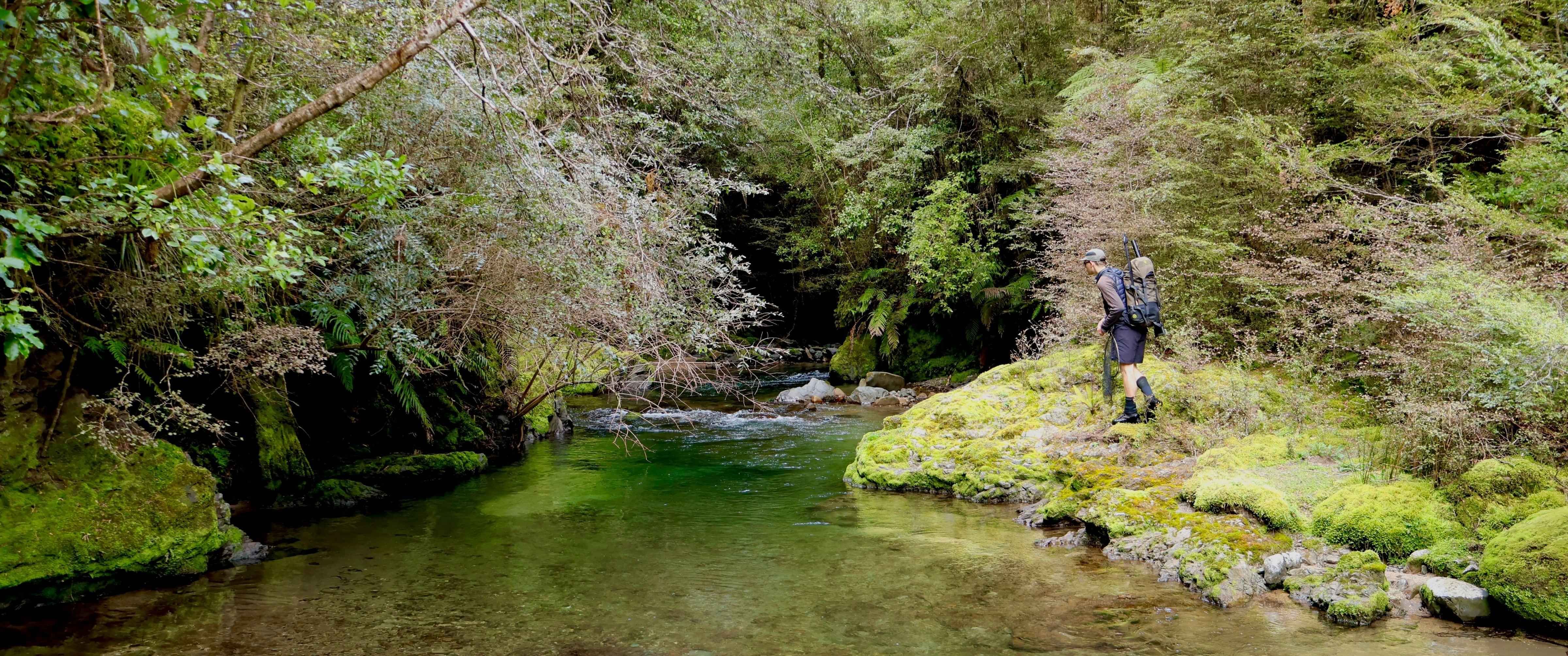 Spotting trout in the clear water of a North Island New Zealand Backcountry River