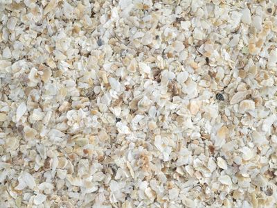 Oyster Shell Fine Grit