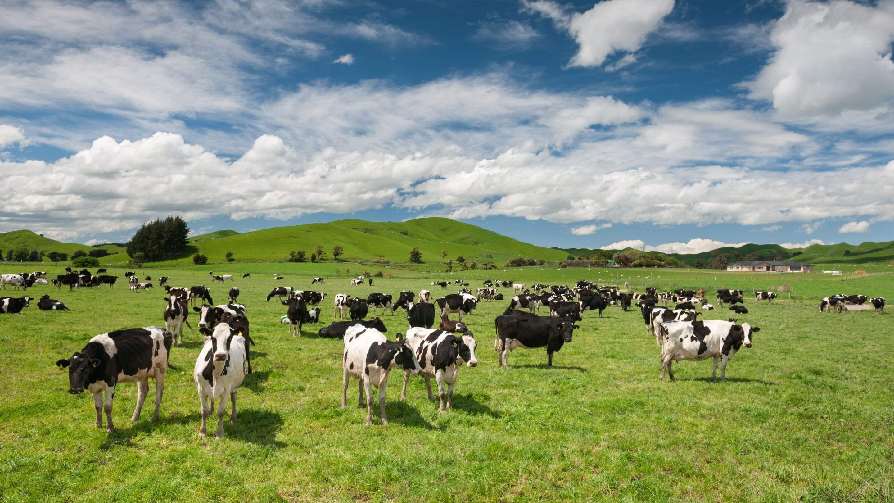 Photo of cows near Waikato chartered accountants Candy Gillespie Matamata