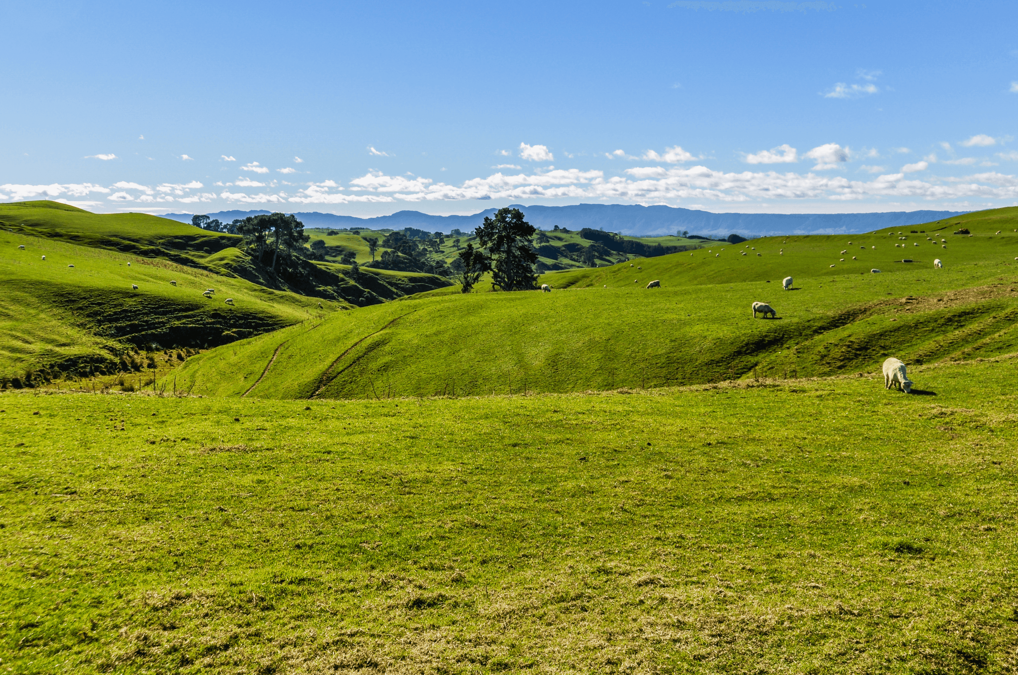 Farmland Waikato chartered accountants Candy Gillespie Matamata