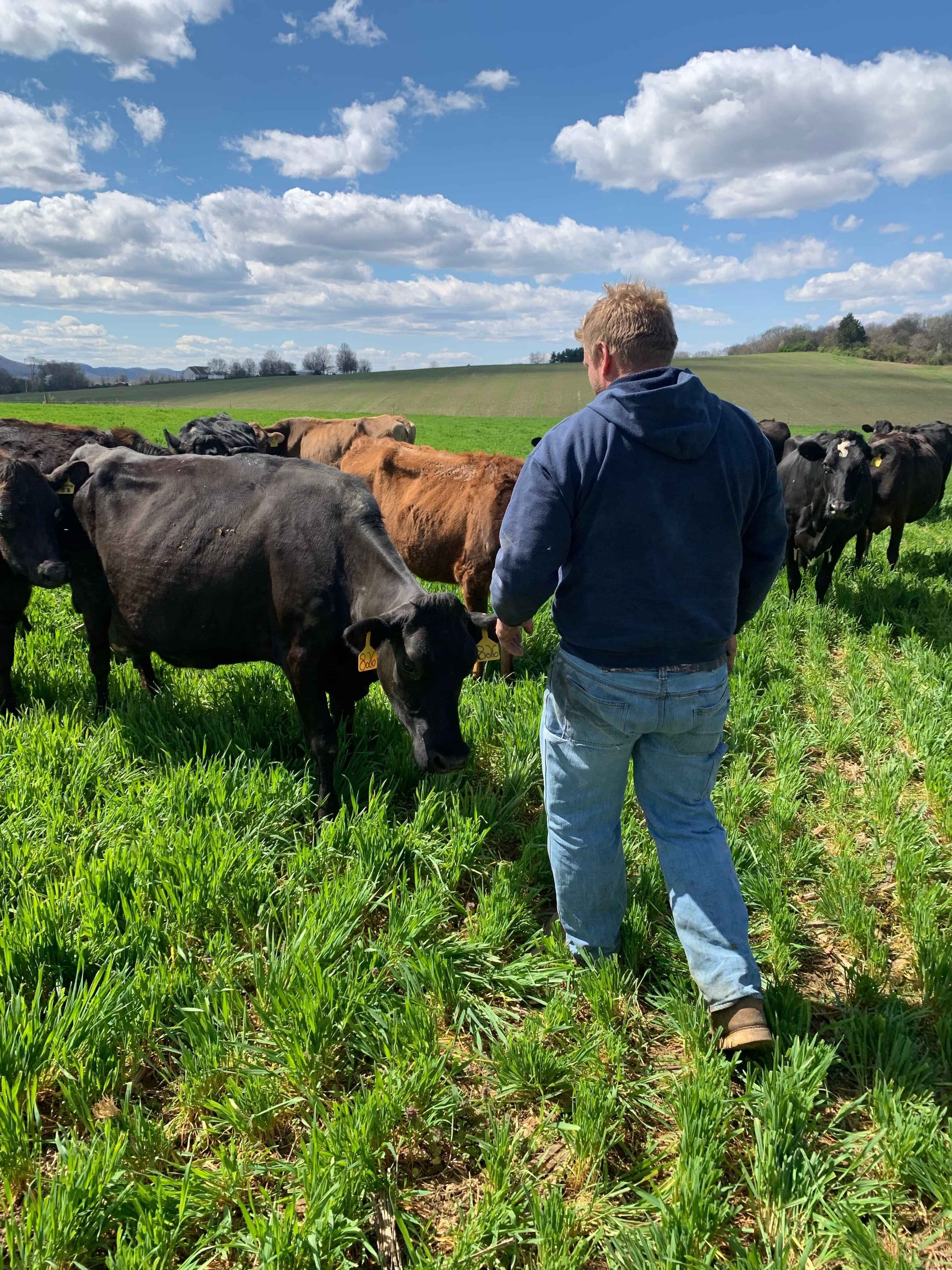 Farm in Matamata needing Accountant