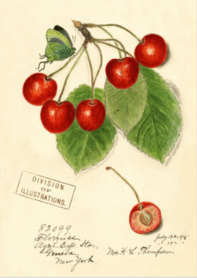 Greeting Card: Madame Treacle Cherries Blank Inside