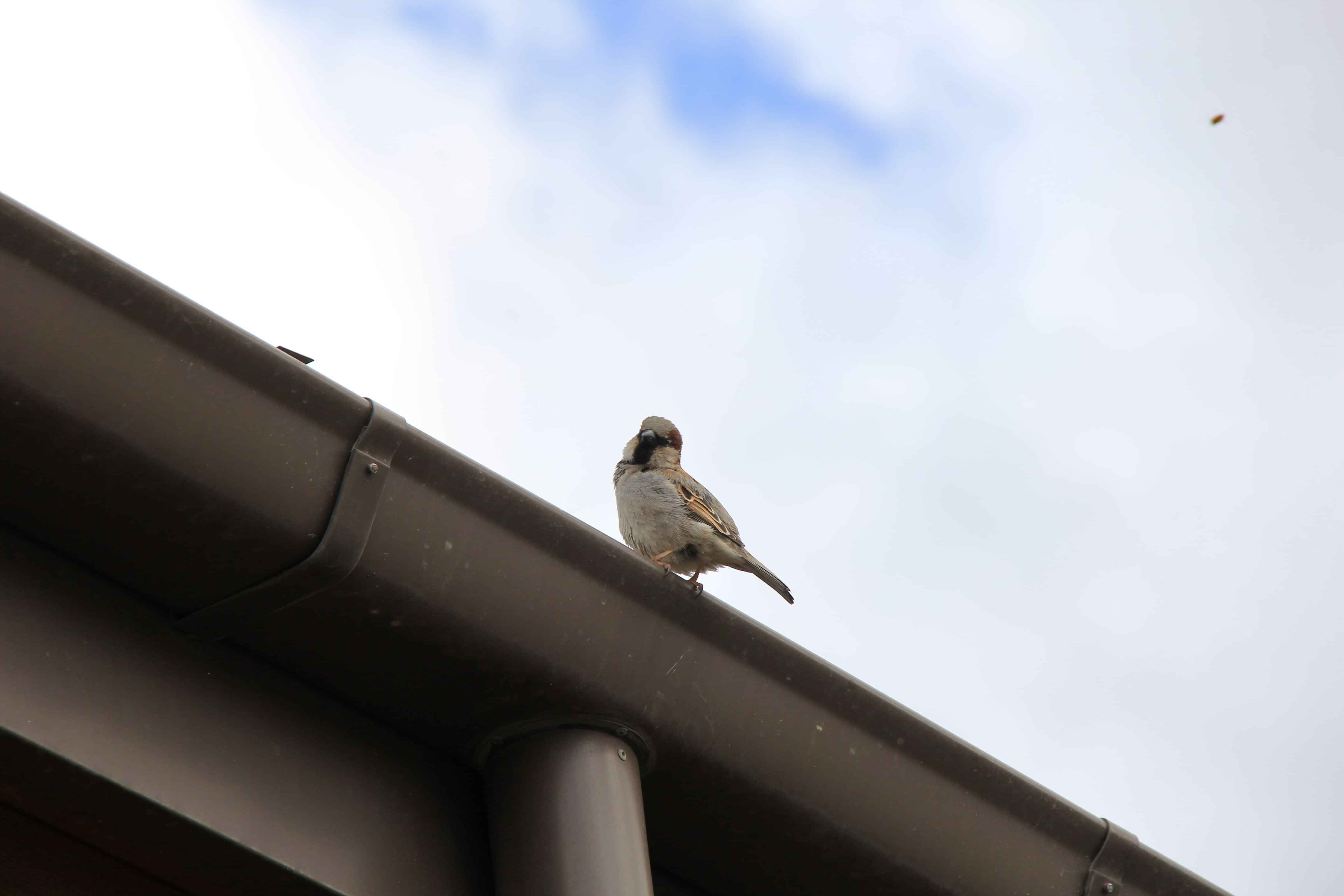 Photo of a gutter at a home in Hamilton