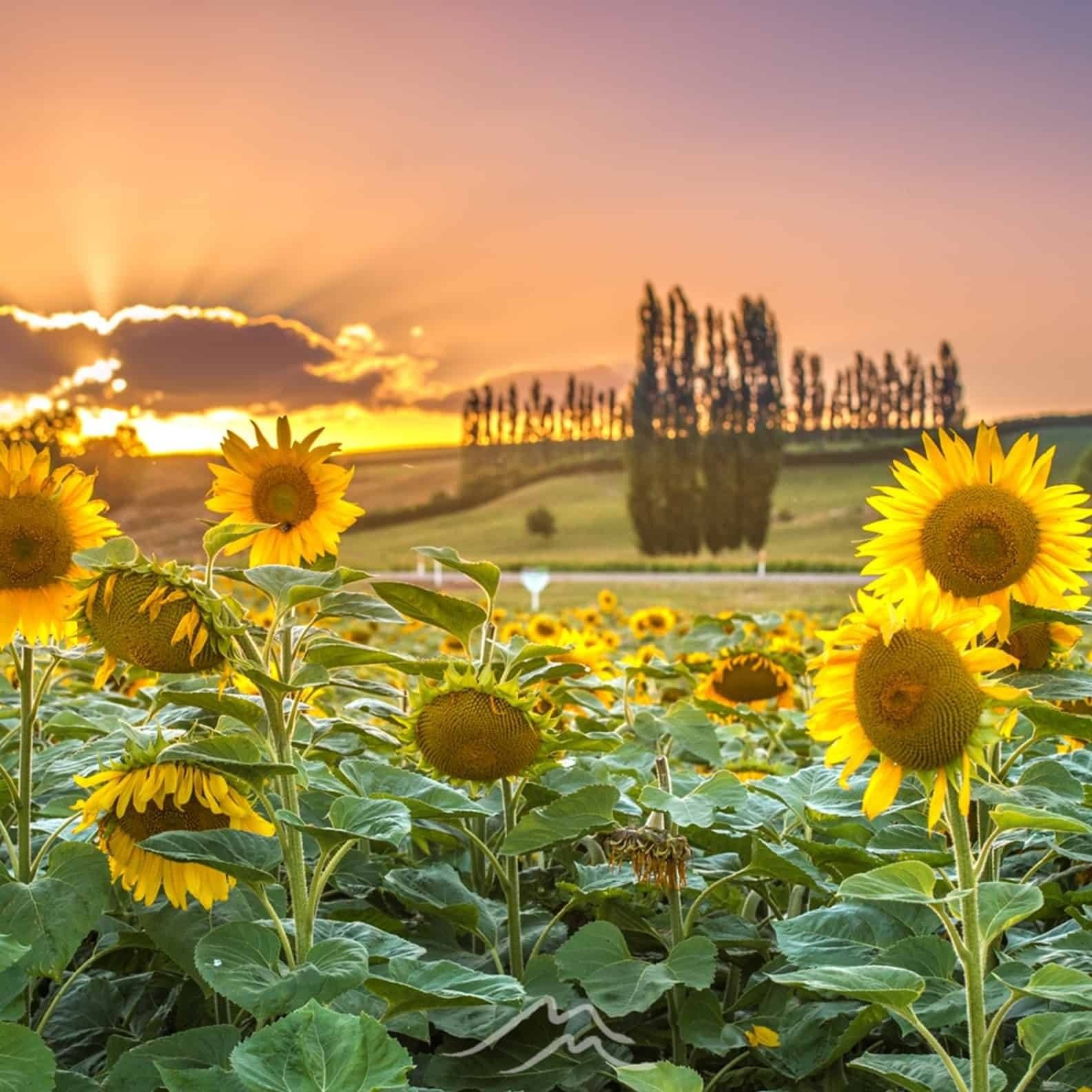 Waipa Wines sunflower field