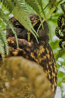 Morepork A4