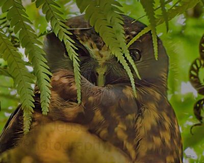 Morepork 12x12 square