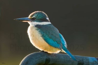 Scared Kingfisher (Kotare) A2