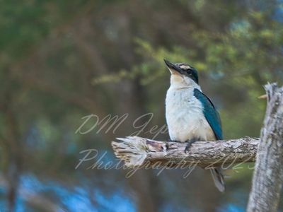 Scared Kingfisher (Kotare) on broken branch A2