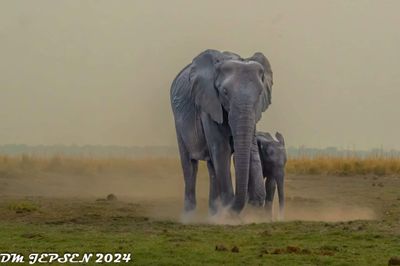 Elephant - mother and baby A2
