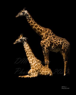 Giraffe - mother and baby A4