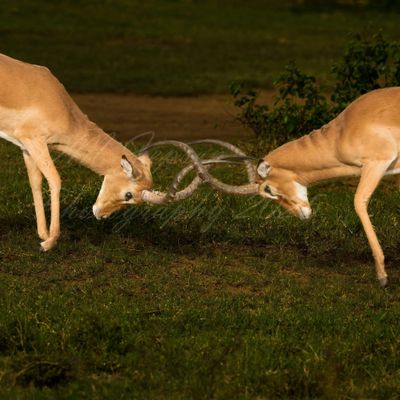 Impala males fight A2