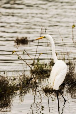 Great White Egret/Heron A4