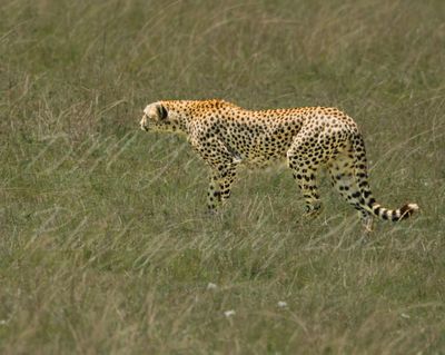 Cheetah on the hunt A4