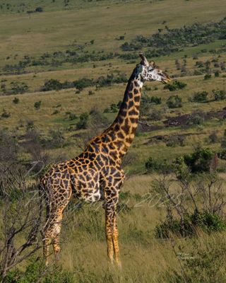 Giraffe full body A3