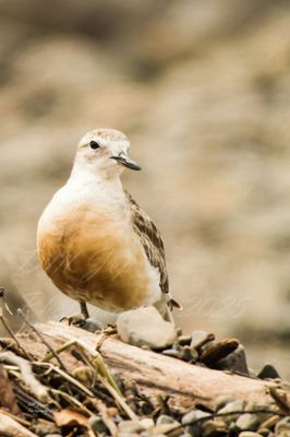 Dotterel A2