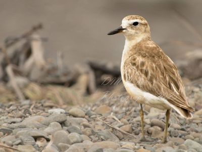 Dotterel female square