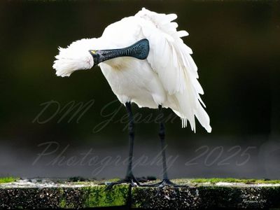 Spoonbill grooming A2