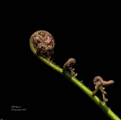 Punga - Silver fern frond curled A2