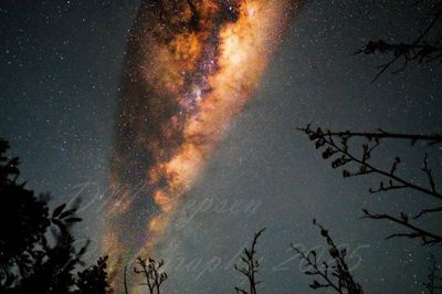 Landscape of Milky way in curve of NZ native flax flowers A4