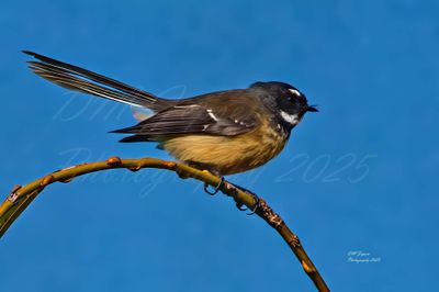 Fantail (Piwakawak) A3