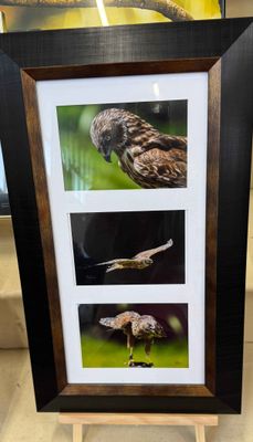 A Swamp Harrier trio