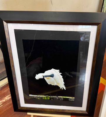 A NZ Royal Spoonbill