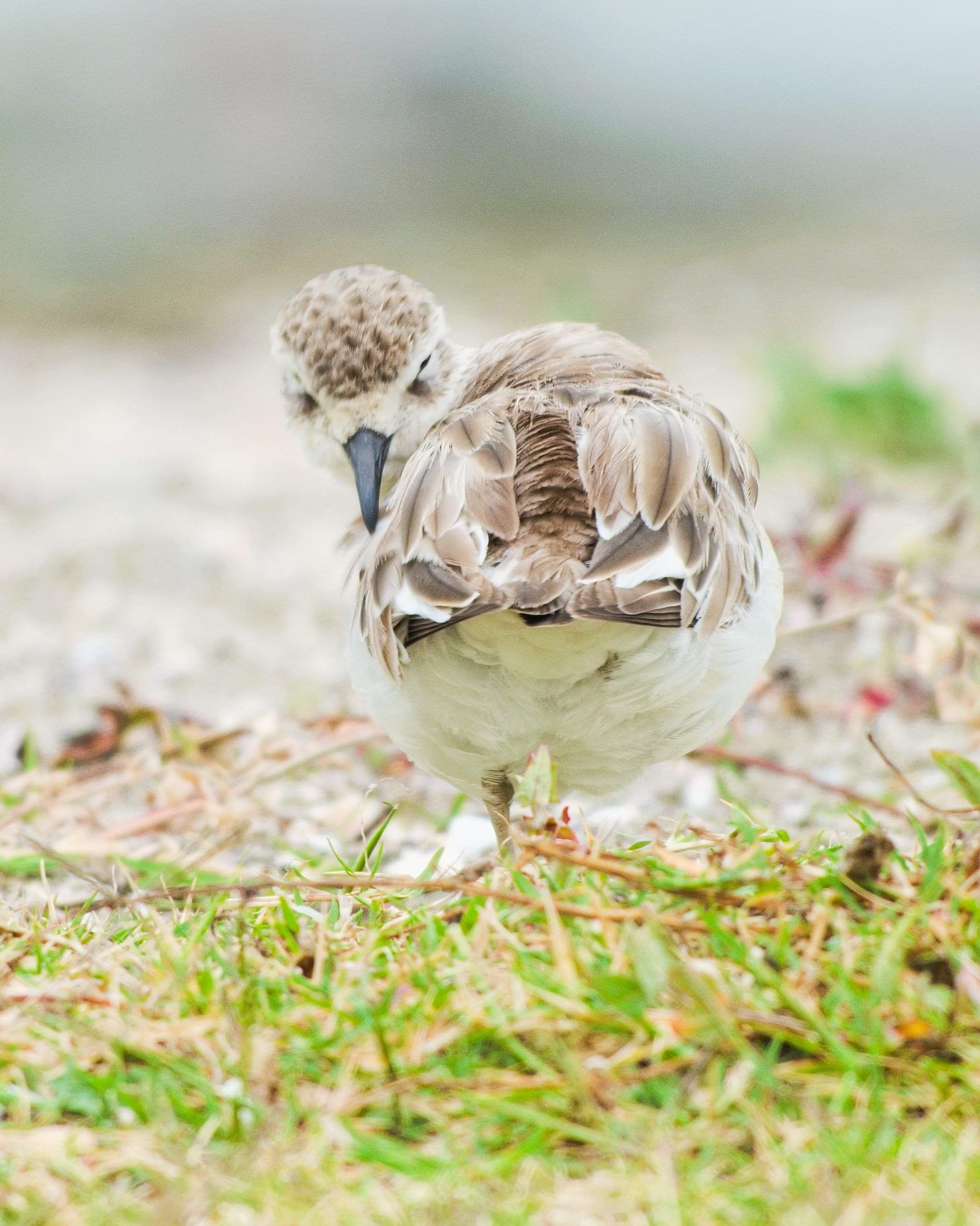 Baby dotterel just gaining its adult feathers