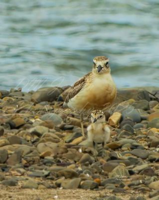 Father and baby dotterel A4