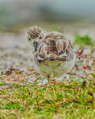 Juvenile dotterel A4