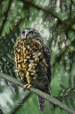 a morepork {sponge bob} A2