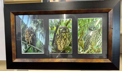 Morepork trio