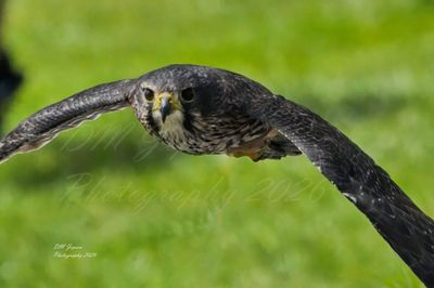 NZ Falcon inflight A4