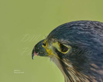 NZ Falcon profile A4