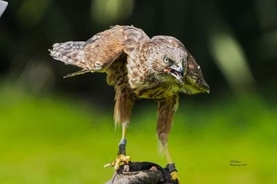 Swamp Harrier landed A4