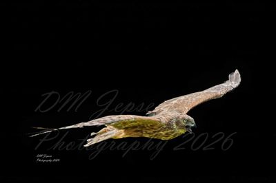 A Swamp Harrier inflight A2