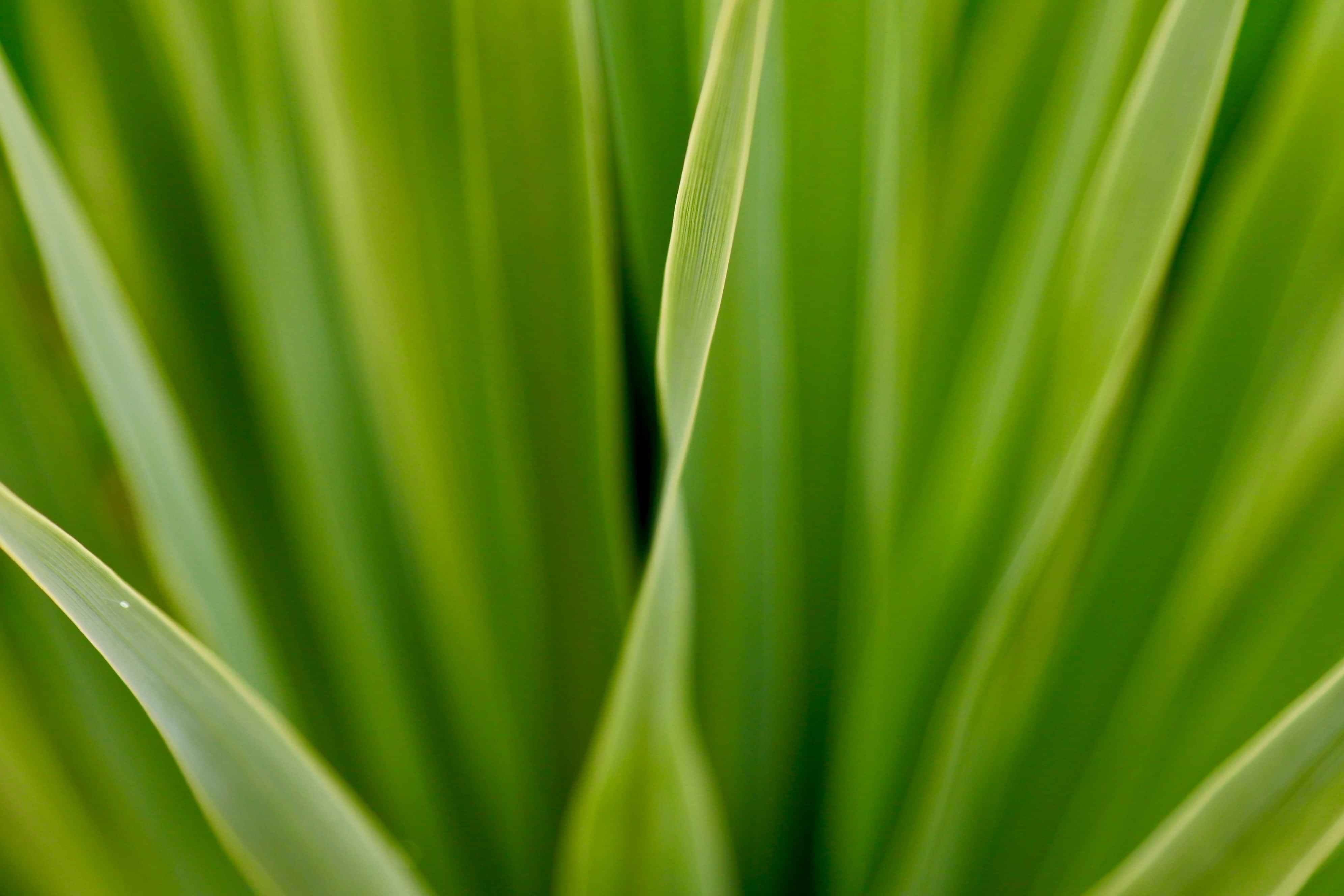 photograph of a flax plant