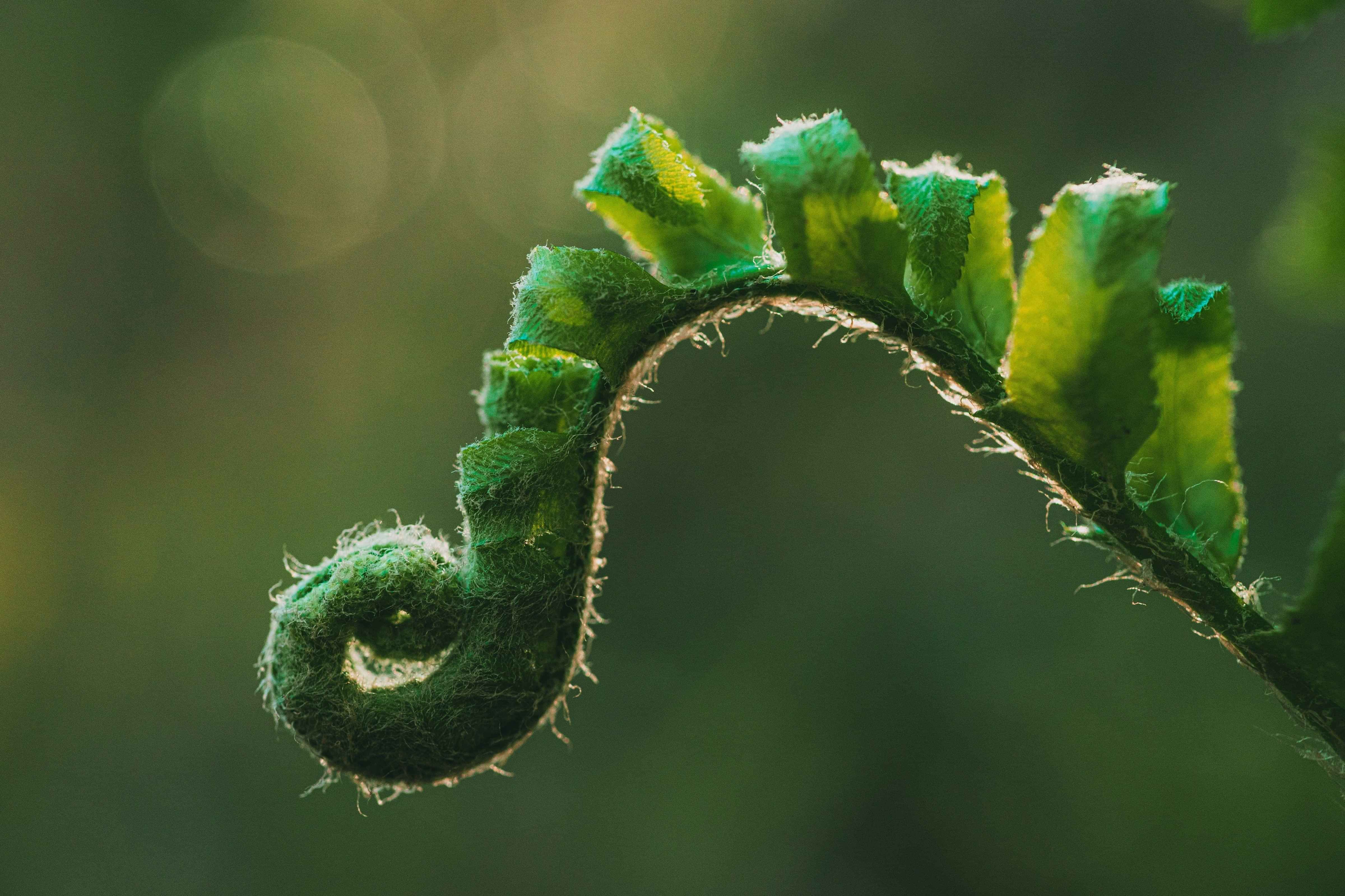 photograph of a koru plant