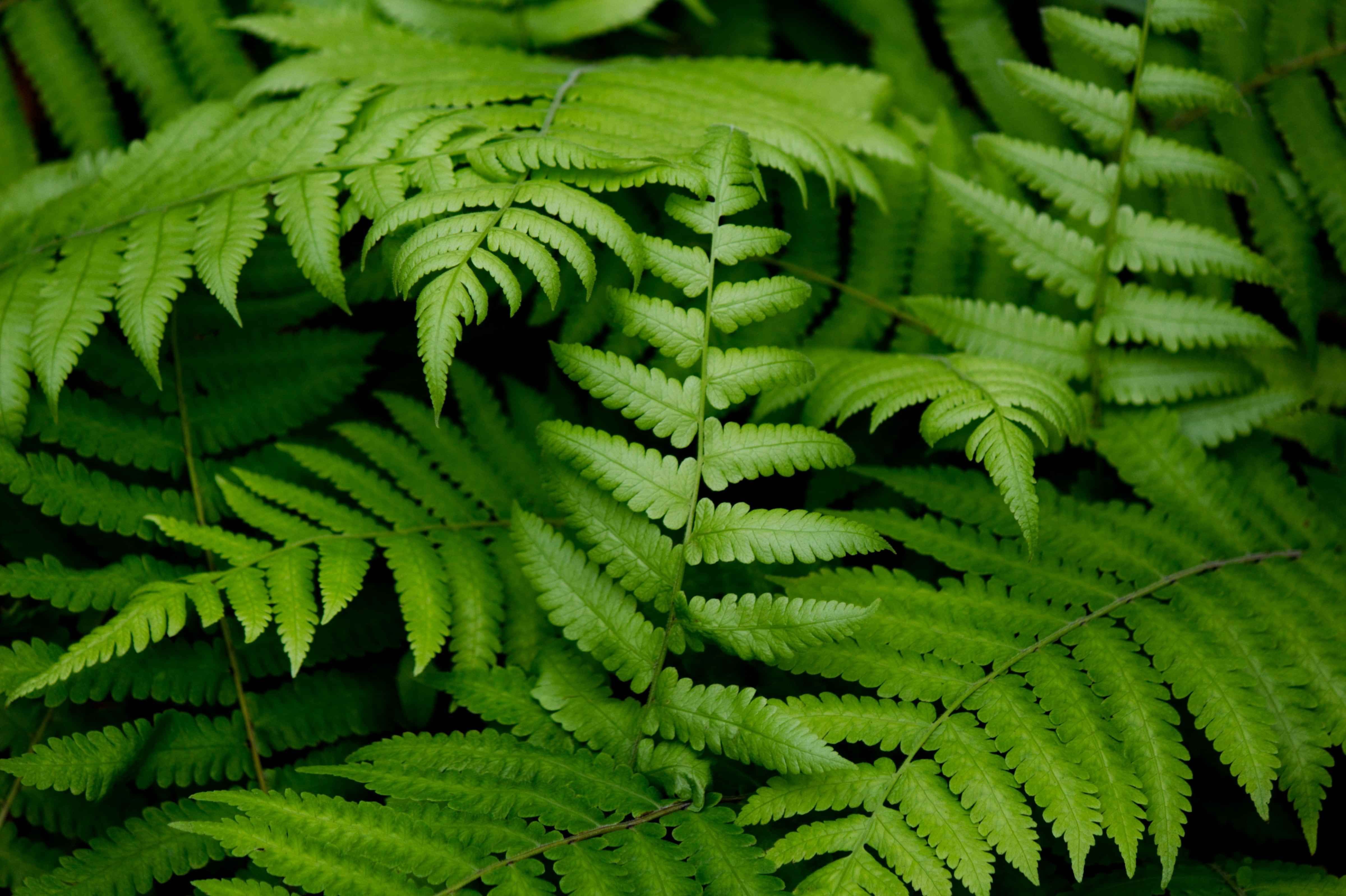 photograph of a fern plant