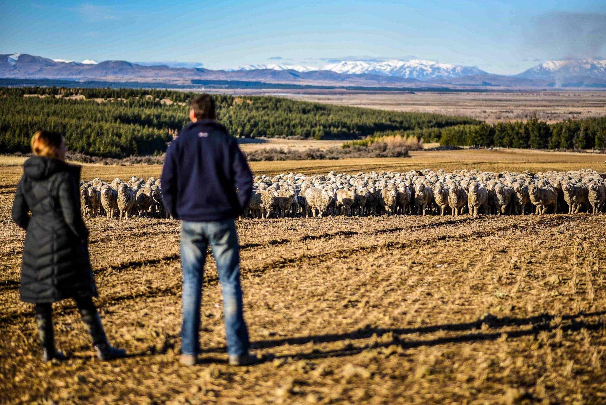 Walking the family farm overlooking the Mackenzie Basin landscape