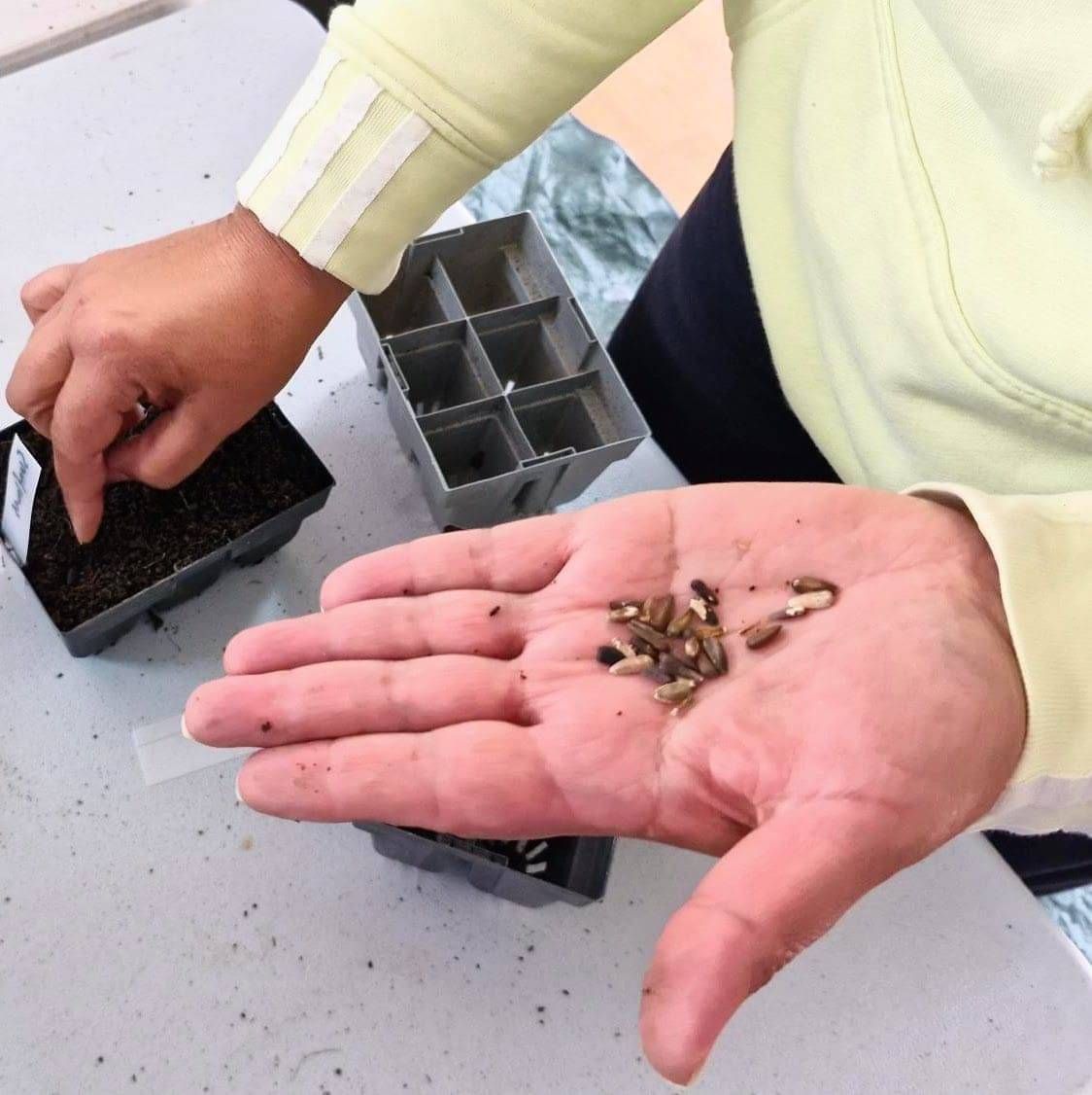 closeup of hands showing and sowinbg seeds
